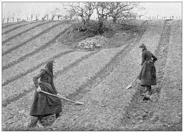 ilustrații de stoc cu antic fotografii de călătorie din irlanda: agricultură - cultivat fotografii