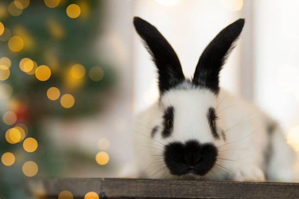 istock One white rabbit in a speck sits against the background of a Christmas tree 1385936952