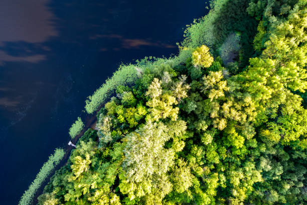 istock Trees on Trukhaniv Island in Kiev, Ukraine 1385936994