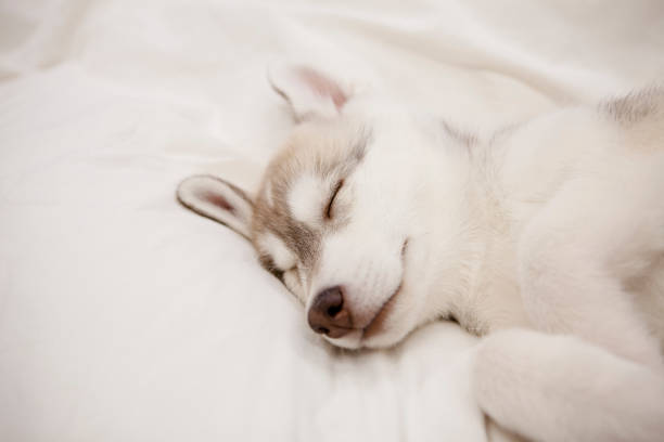 istock Cute husky puppy sleeping 1385938389