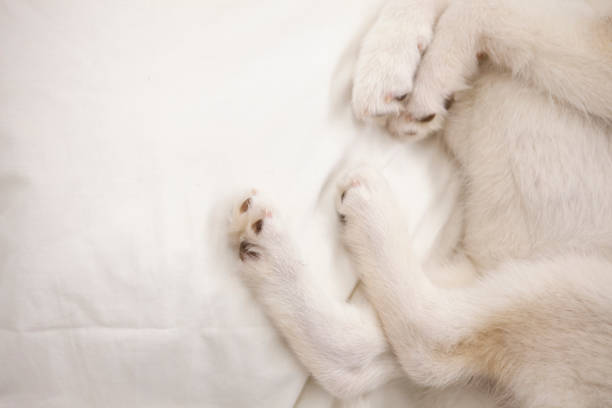 Cute husky puppy sleeping on the bed
