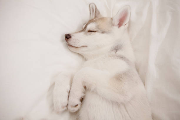 istock Cute husky puppy sleeping 1385938393