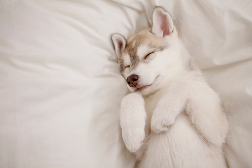 Cute husky puppy sleeping