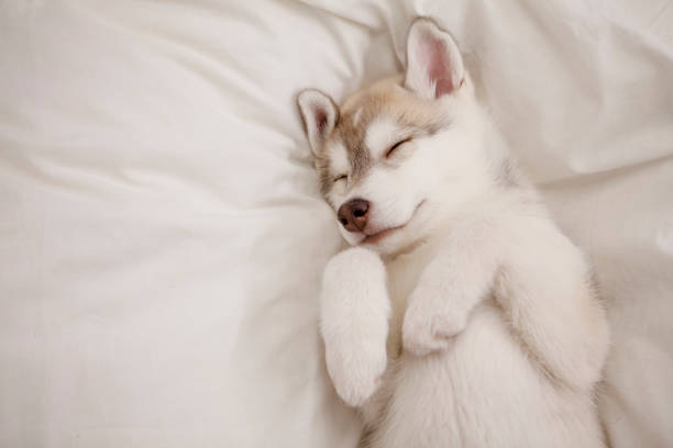 słodki szczeniak husky śpiący - snow cleaning zdjęcia i obrazy z banku zdjęć