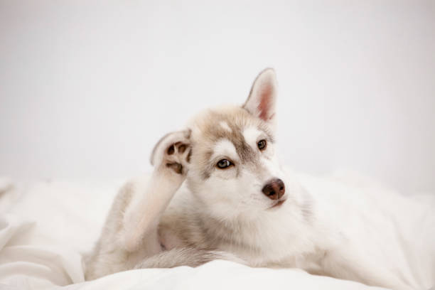 mignon chiot husky dormant - gratte photos et images de collection