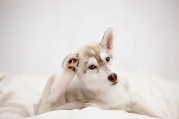 Cute husky puppy sleeping on the bed