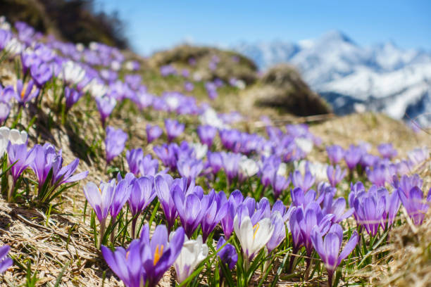 クロッカス牧草地のあるアルプスの春 - spring crocus temperate flower european alps ストックフォトと画像