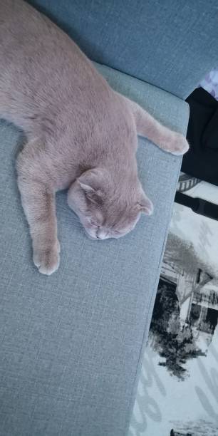 istock beauties of cats 1385941421