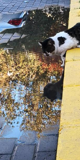 istock beauties of cats 1385944532