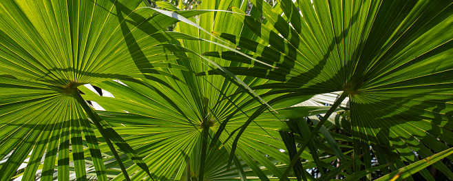 In the public parks in the city of Santa Cruz there is a great diversity of palm trees due to the climate and some of the parks gives an impression of a jungle. Santa Cruz in the major city on the Spanish Canary Island Tenerife.