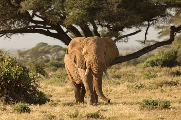 istock portrait of an elephant 1385948413