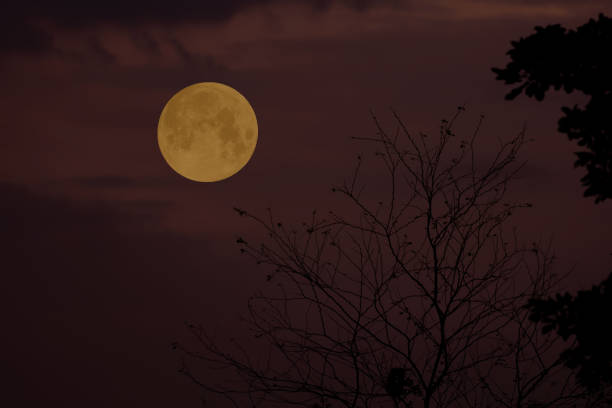istock Full moon on the sky with tree branch silhouette. 1385948609