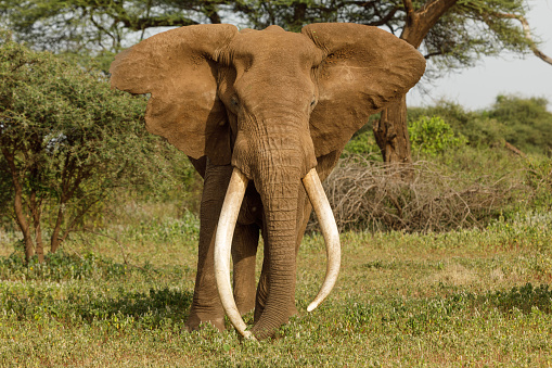 Big elephant eating leaves from a tree in the wilderness of Rwanda.