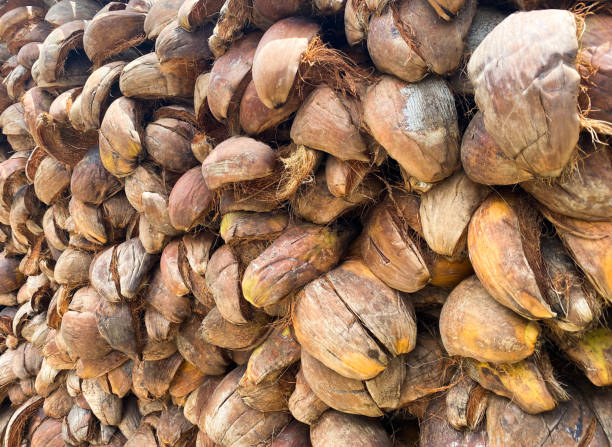istock Pile of dry coconut shells 1385949688