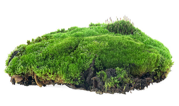 istock Green moss with grass isolated on a white background 1385949802
