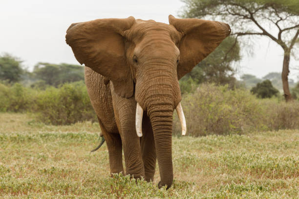 istock portrait of an elephant 1385951067