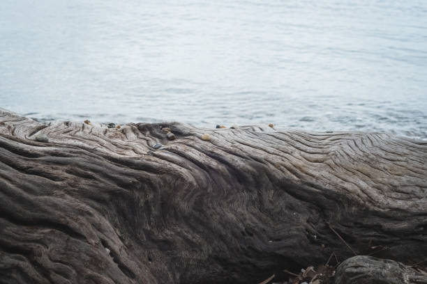 French beach provincial park located along the west coast of Vancouver Island.