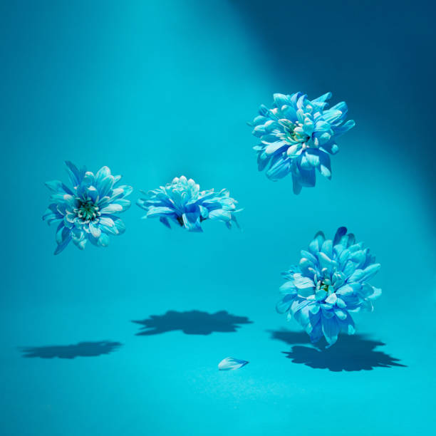 Soft blue spring flowers making scene with lights and shadows. Nature performing concept idea design
