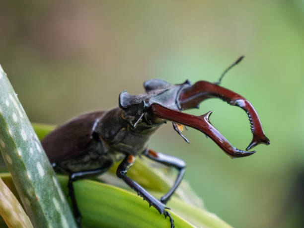 istock Stag Beetle on Aloe Vera 1385955682