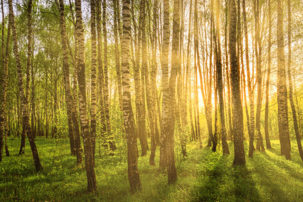 Sun rays cutting through birch trunks in a grove at sunset or sunrise in spring or early summer.
