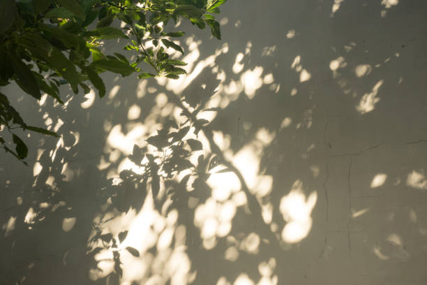 istock Shadow of avocado tree branches on the white wall 1385959844