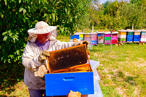 Beekeeper is controlling situation in lined wooden colorful beehives with bee colony placed in orchard at summer time.