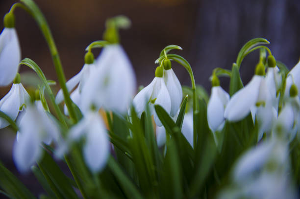 Close-up of fresh snowdrops, galanthus nivalis, first spring flowers blooming in the forest in golden hour. Wildflowers blossom in the morning or evening sunlight. Easter topic, spring symbol