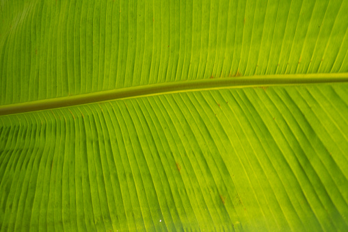 Detail closeup of natural yellowish tropical green banana leaf texture background