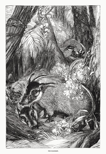 Red river hogs (Potamochoerus porcus, or Choeropotamos) - live in western and central Africa, their range extends from Senegal to the Democratic Republic of the Congo. They are not choosy about their habitat and can be found in forests as well as savannas and swamps. Wood engraving, published in 1870.