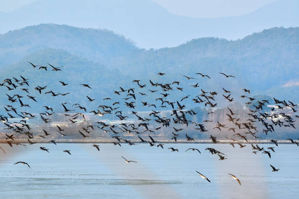 istock flock of wild ducks flying 1385966707