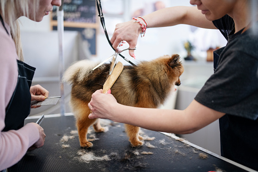 Professional groomer teaching lessions.