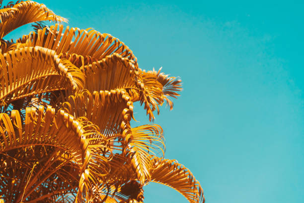 istock Golden palm leaf pattern texture on blue abstract background. Copy space for graphic design tropical summer concept. 1385969451