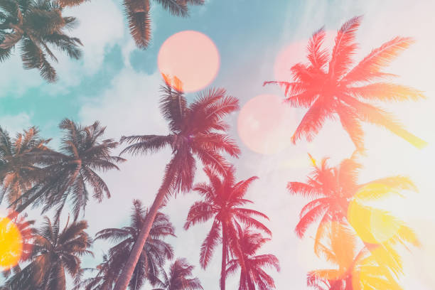 istock Tropical palm tree with sun light on sunset sky and cloud abstract background. Summer vacation and nature travel adventure concept. 1385969456