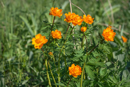 Amazing bright floral background with orange flowers of Trollius asiaticus on a green meadow close-up