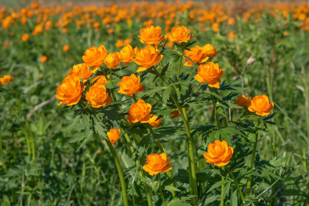 trollius flowers orange meadow summer stock photo