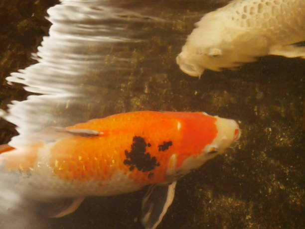 istock Nishikigoi  that named colorful Japanese fish 1385969579