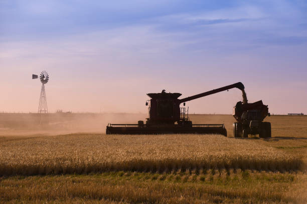 Harvester machine, harvesting in the Argentine countryside,