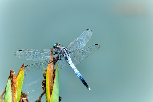 Dragonfly perched on stalk in its natural environment