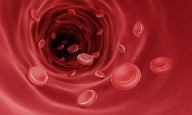 Red blood cells in blood vessel Red blood cells (erythrocytes) in blood vessel, Bloodstream concept arterioles photos stock pictures, royalty-free photos & images