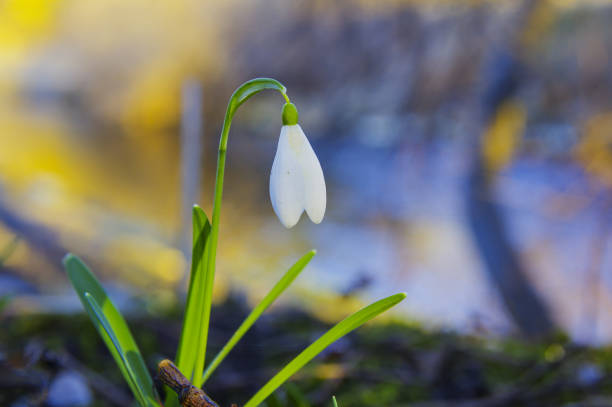 Close-up of fresh snowdrops, galanthus nivalis, first spring flowers blooming in the forest in golden hour. Wildflowers blossom in the morning or evening sunlight. Easter topic, spring symbol