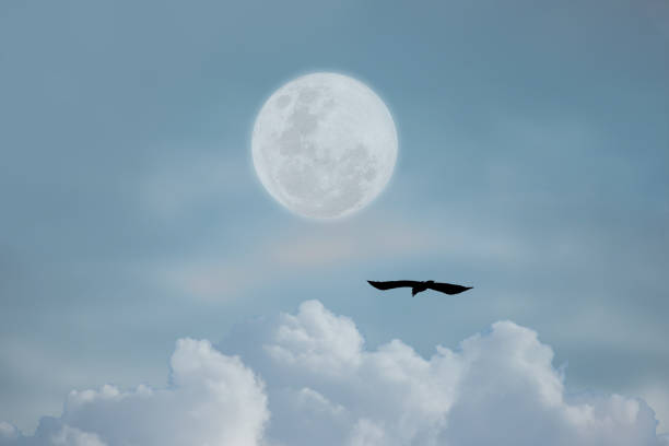 istock Full moon with bird in the sky. 1385973050