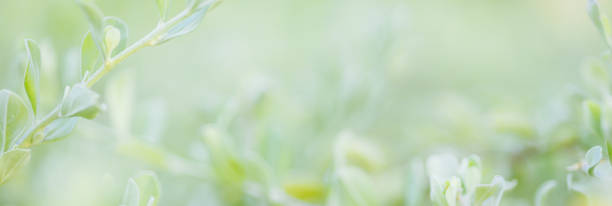istock Blurred of leaf in the nature abstract background 1385973575