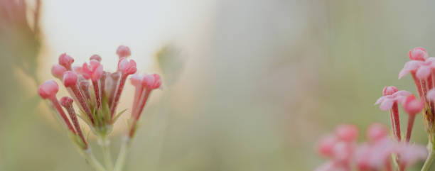 istock Blurred of leaf in the nature abstract background 1385973602