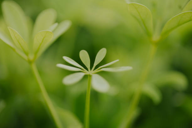 Blurred of leaf in the nature abstract background