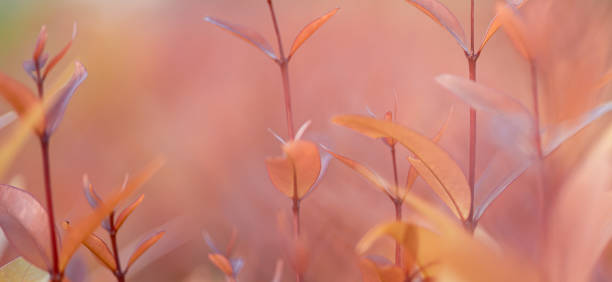 istock Blurred of leaf in the nature abstract background 1385973848
