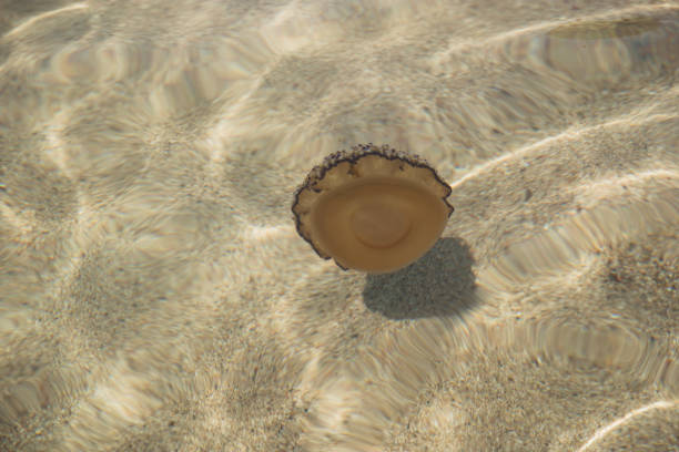Beautiful but dangerous jellyfish floating in the sea near the coastline