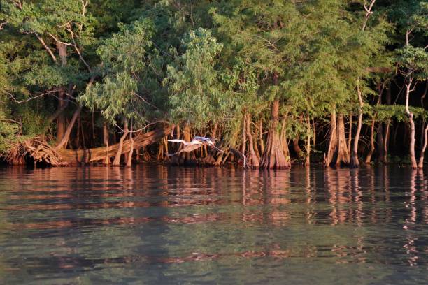 gran garza azul volando #1 - cypress swamp fotografías e imágenes de stock