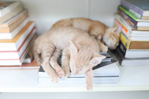Photo of cute British shorthair cats sitting in a row on bookshelf. Multicolored books are seen on the background. Shot in studio with a full frame mirrorless camera.