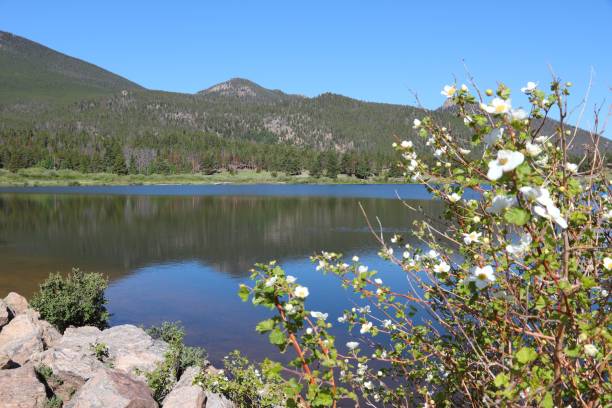 Lily Lake in Rocky Mountains, Colorado Lily Lake landscape in Rocky Mountain National Park in Colorado, USA. American nature. lily lake rocky mountains colorado stock pictures, royalty-free photos & images