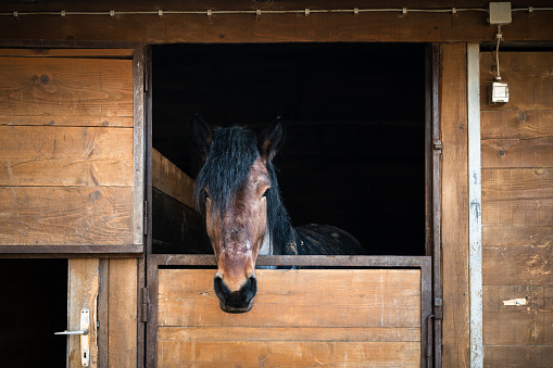 Beautiful brown horse with black mane  looking out of its box window  in stable